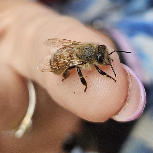 Western Honey Bee