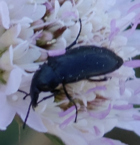 Podonta aubei