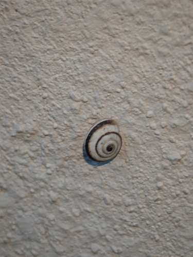Vineyard Snail