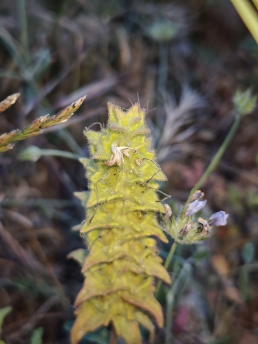 Mediterranean lineseed