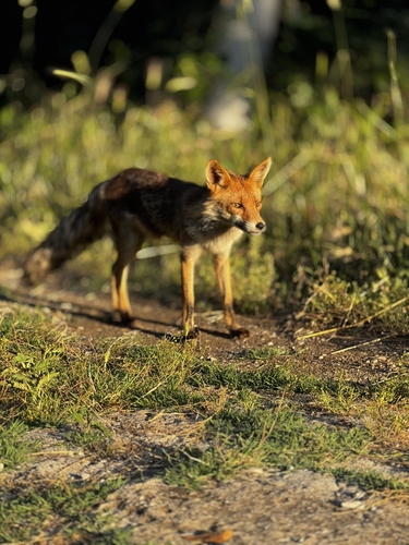 Red Fox