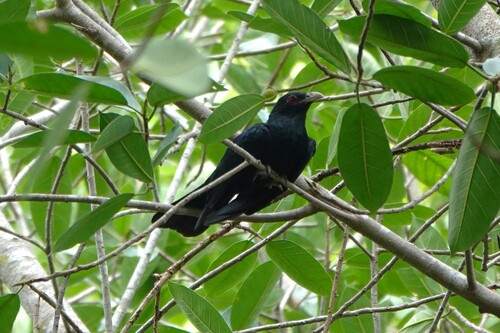 Asian Koel