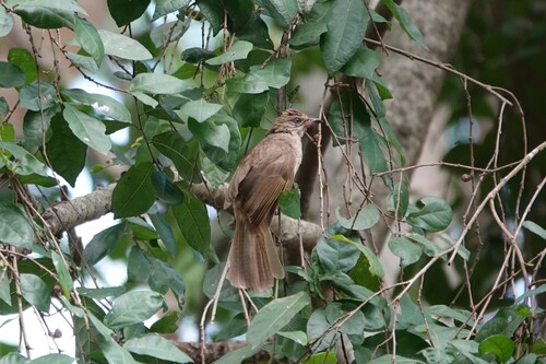Streak-eared Bulbul