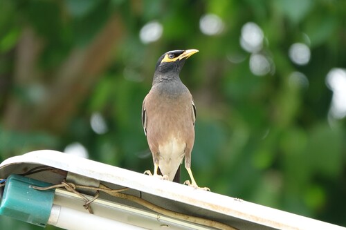 Common Myna