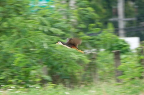White-breasted Waterhen