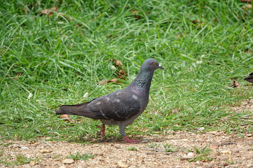 Feral Pigeon
