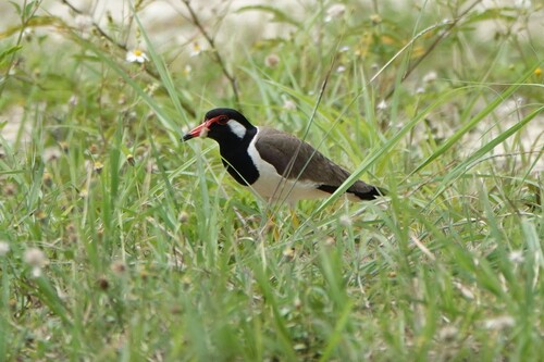Red-wattled Lapwing