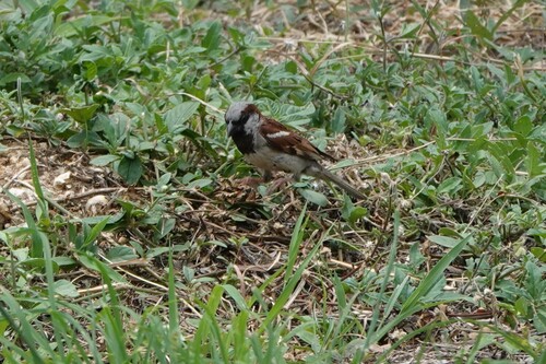 House Sparrow