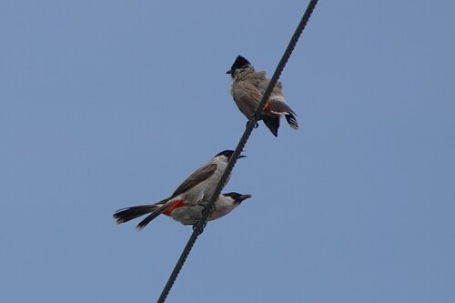 Sooty-headed Bulbul