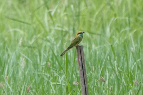 Asian Green Bee-eater