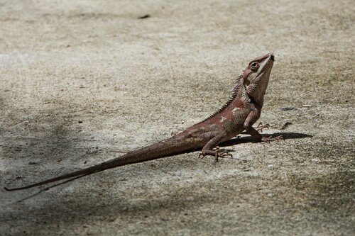 Siamese Blue Crested Lizard