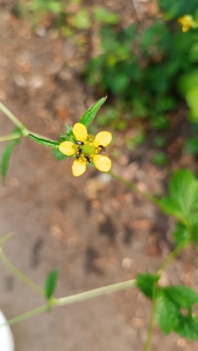 Wood Avens