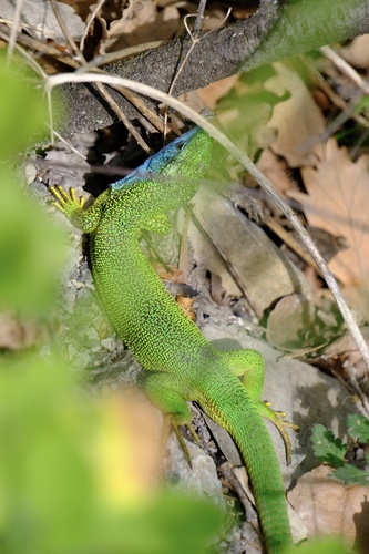 Green Lizard