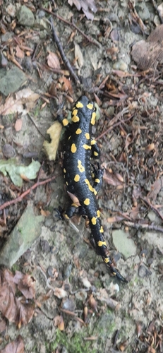 Fire Salamander