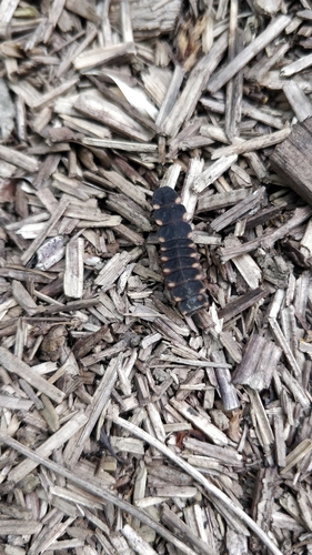 European Glow-worm