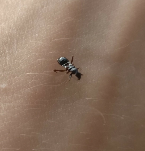 Ant Damselbug