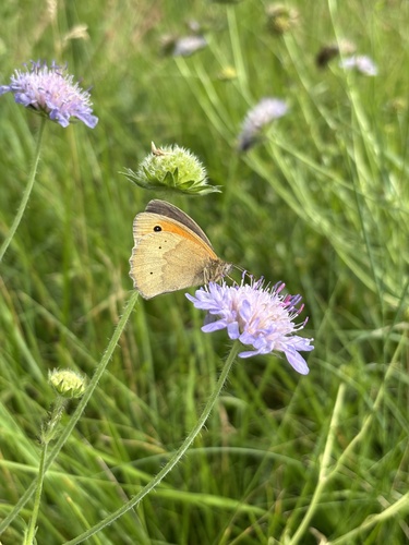 Meadow Brown