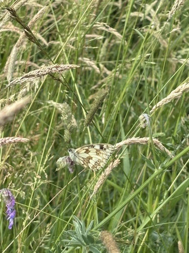 Marbled White