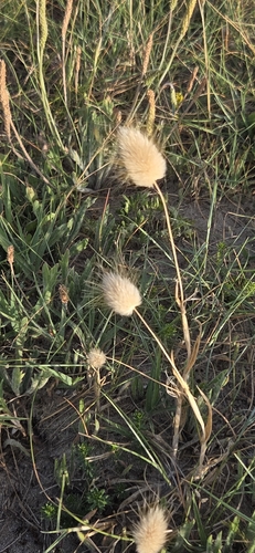 Hare's Tail Grass