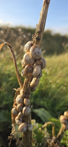 White Italian Snail