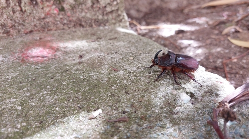 Oryctes nasicornis corniculatus