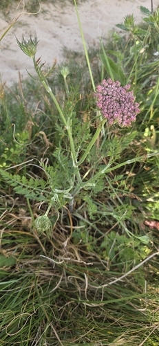 wild carrot