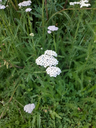 common yarrow