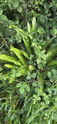 Hart's-tongue fern