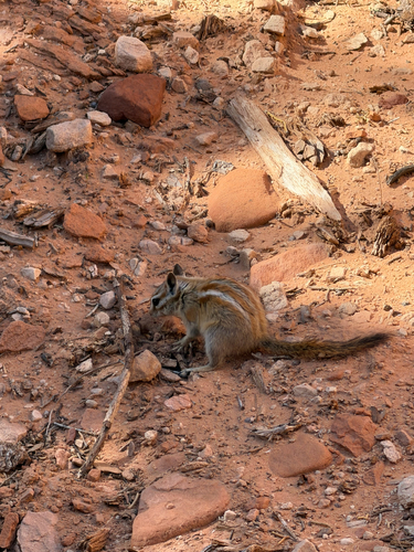 Hopi Chipmunk observed by jmmxre