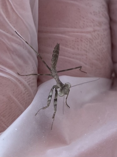 Carolina Mantis