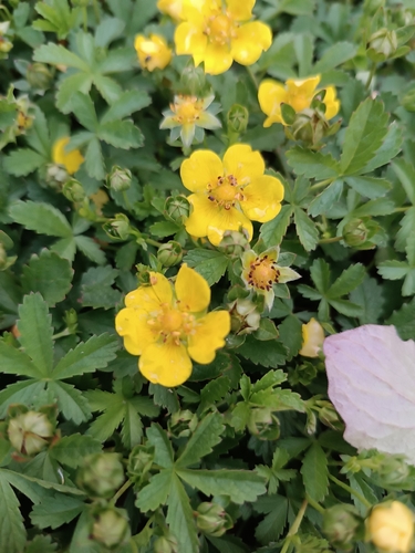 Creeping cinquefoil