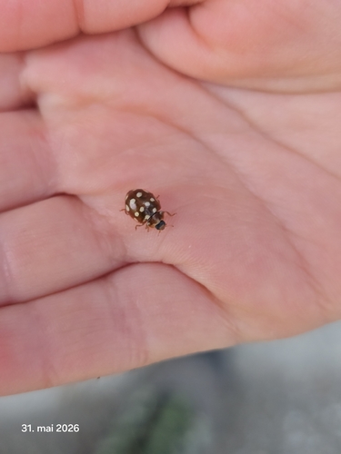 Cream-spotted Ladybird