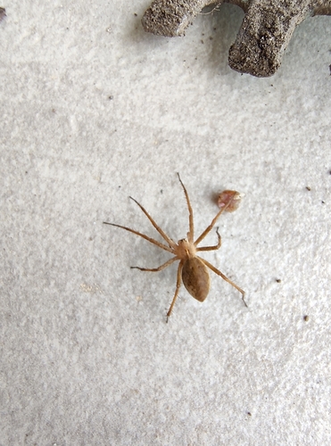 European Nursery Web spider