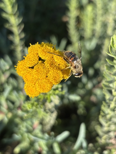 Common Drone Fly