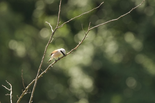 Red-backed Shrike