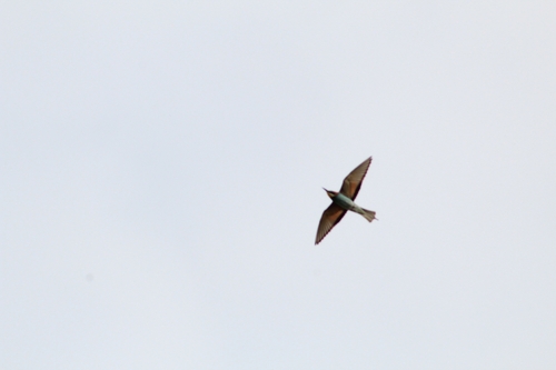 European Bee-eater