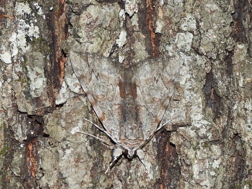 Inconsolable Underwing