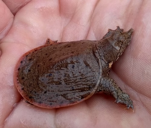Amur Softshell Turtle