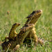 Giant Girdled Lizard - Photo (c) Johnny Wilson, all rights reserved, uploaded by Johnny Wilson