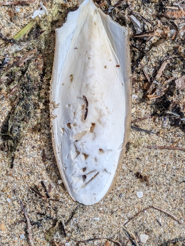 European Common Cuttlefish