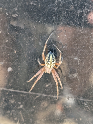 Bordered Orbweaver