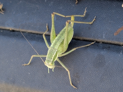 Macedonian Bright Bush-Cricket