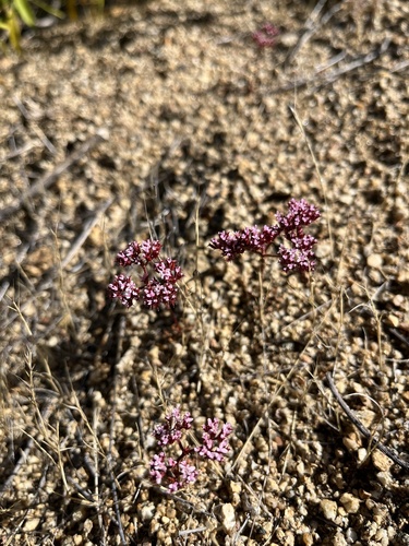 iNaturalist observation photo of Turkish rugging