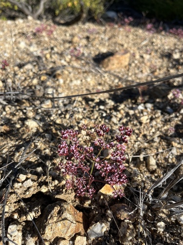 iNaturalist observation photo of Turkish rugging