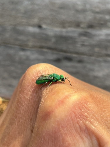 iNaturalist observation photo of Chrysidini