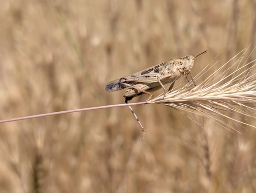 Broad Green-winged Grasshopper