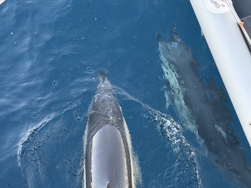 Common Dolphin