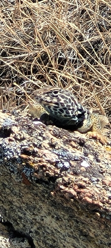 Desert Collared Lizard