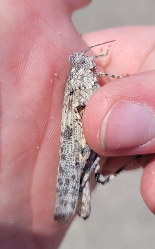 Alkali Grasshopper