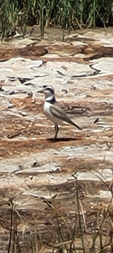 Snowy Plover